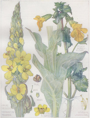 Duke of Argyll's Tea Tree, Thorn Apple, Common Henbane